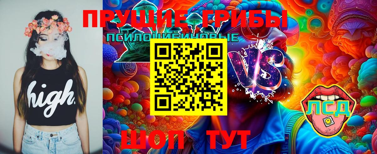 Псилоцибиновые грибы Psilocybe Калининград